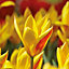 Dwarf tulip giuseppe verdi Flower bulb, Pack of 10