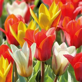 Dwarf Tulip Mix 20 Flower bulbs