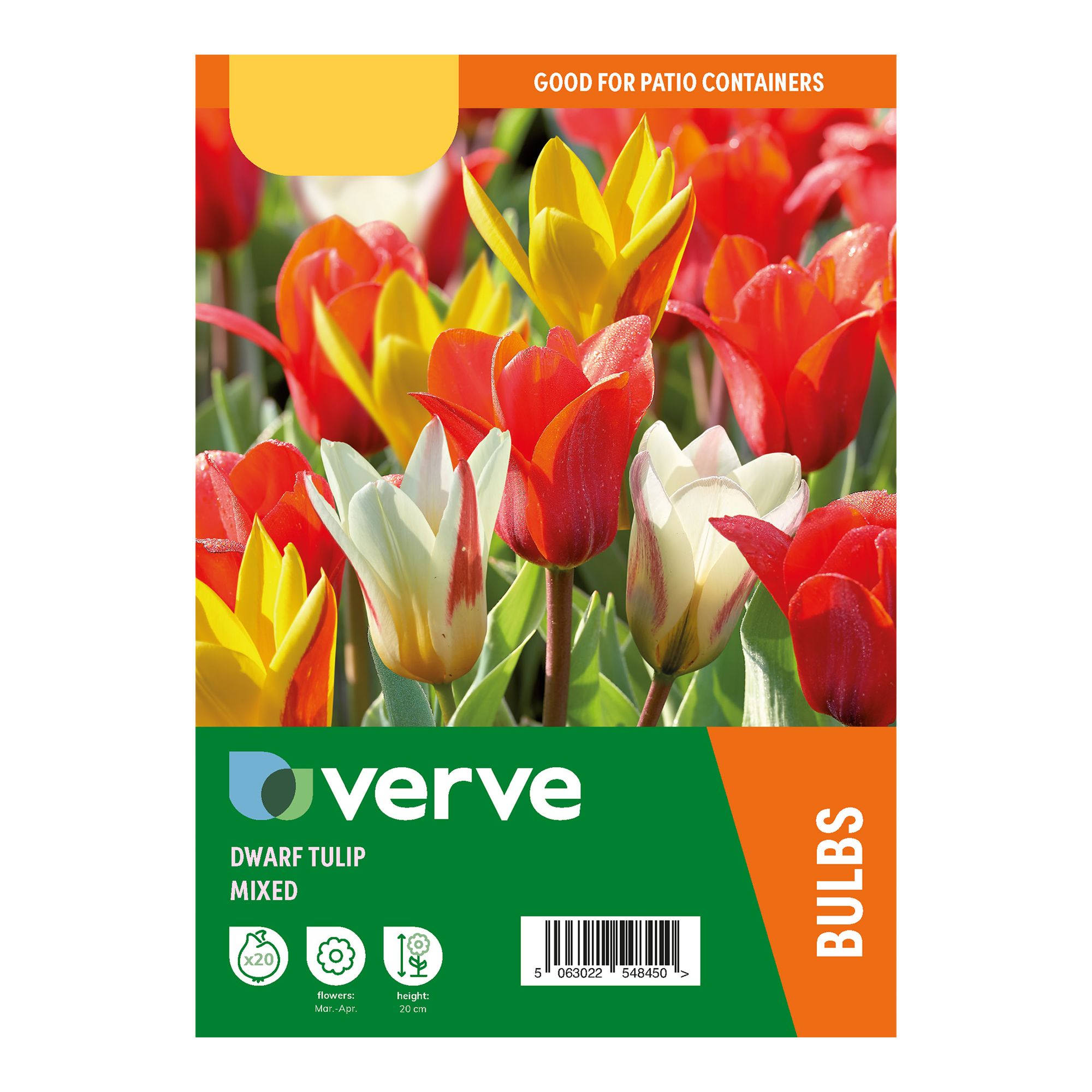 Dwarf Tulip Mix 20 Flower bulbs