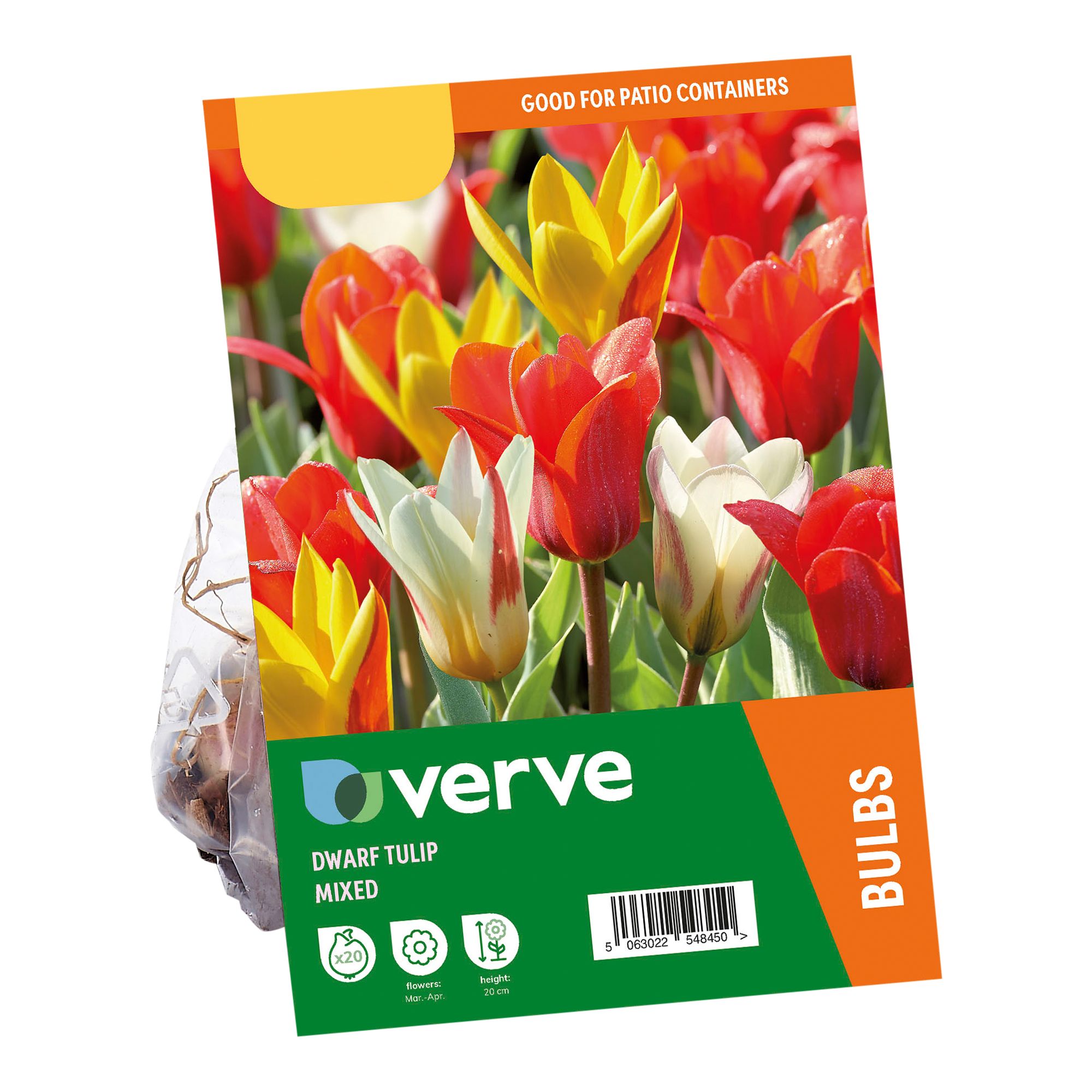 Dwarf Tulip Mix 20 Flower bulbs - 4