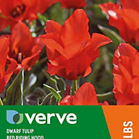 Dwarf tulip red riding hood Flower bulb, Pack of 10
