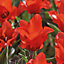 Dwarf tulip red riding hood Flower bulb, Pack of 10