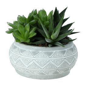 Echeveria, crassula, haworthia Assorted in 14cm Assorted Ceramic Decorative pot