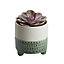 Echeveria, haworthia Assorted in 9cm Assorted Ceramic Decorative pot