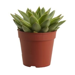 Echeveria in 12cm Terracotta Plastic Grow pot