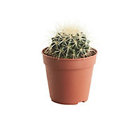 Echinocactus grusonii Cactus in 12cm Terracotta Plastic Grow pot