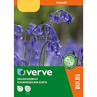 English bluebells Flower bulb, Pack of 8