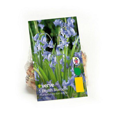 English Bluebells Hyacinth Flower Bulb Diy At B Q