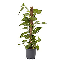 Epipremnum aureum Devil's Ivy in 19cm Black Plastic Grow pot