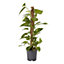 Epipremnum aureum Devil's Ivy in 19cm Black Plastic Grow pot