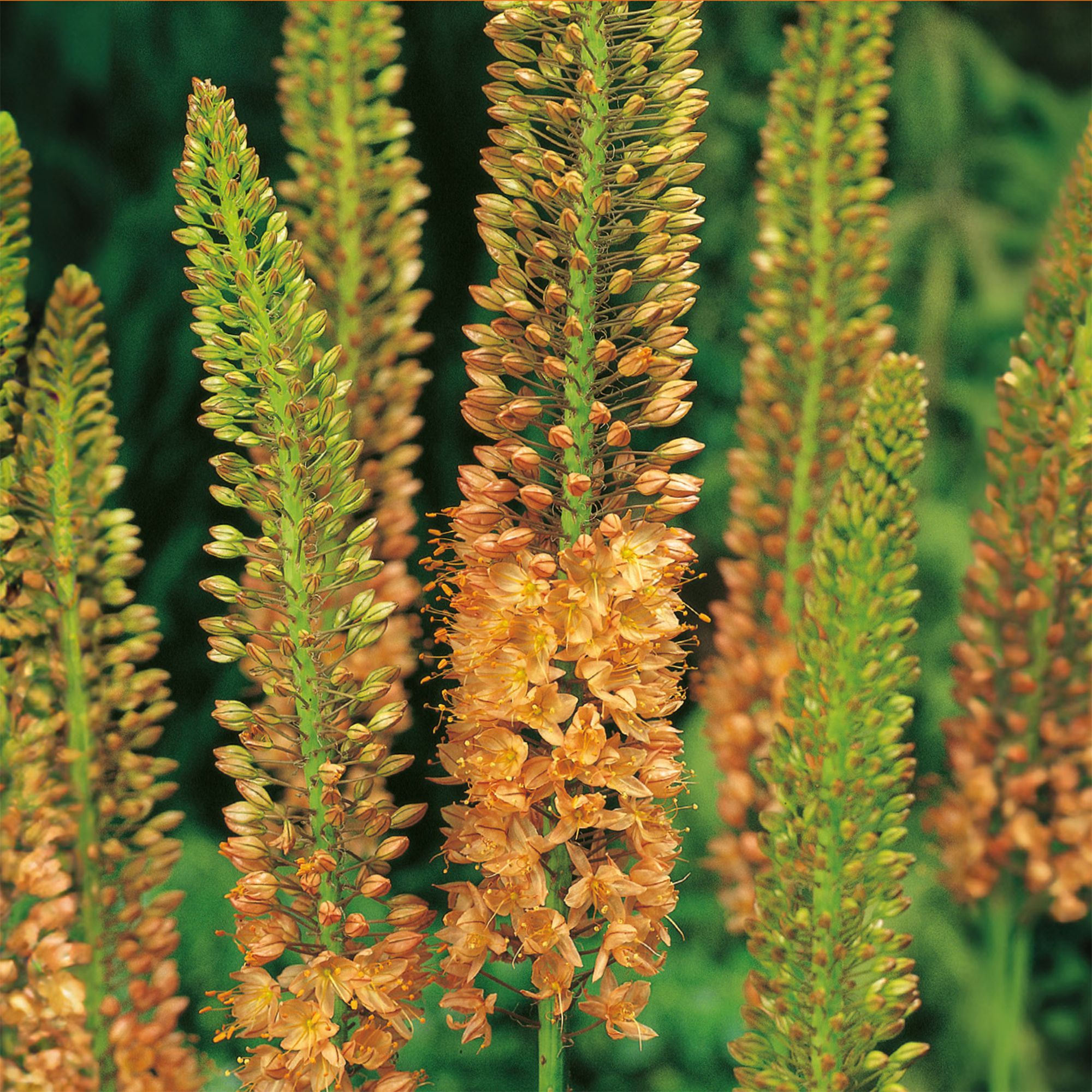 Eremurus Flower bulb