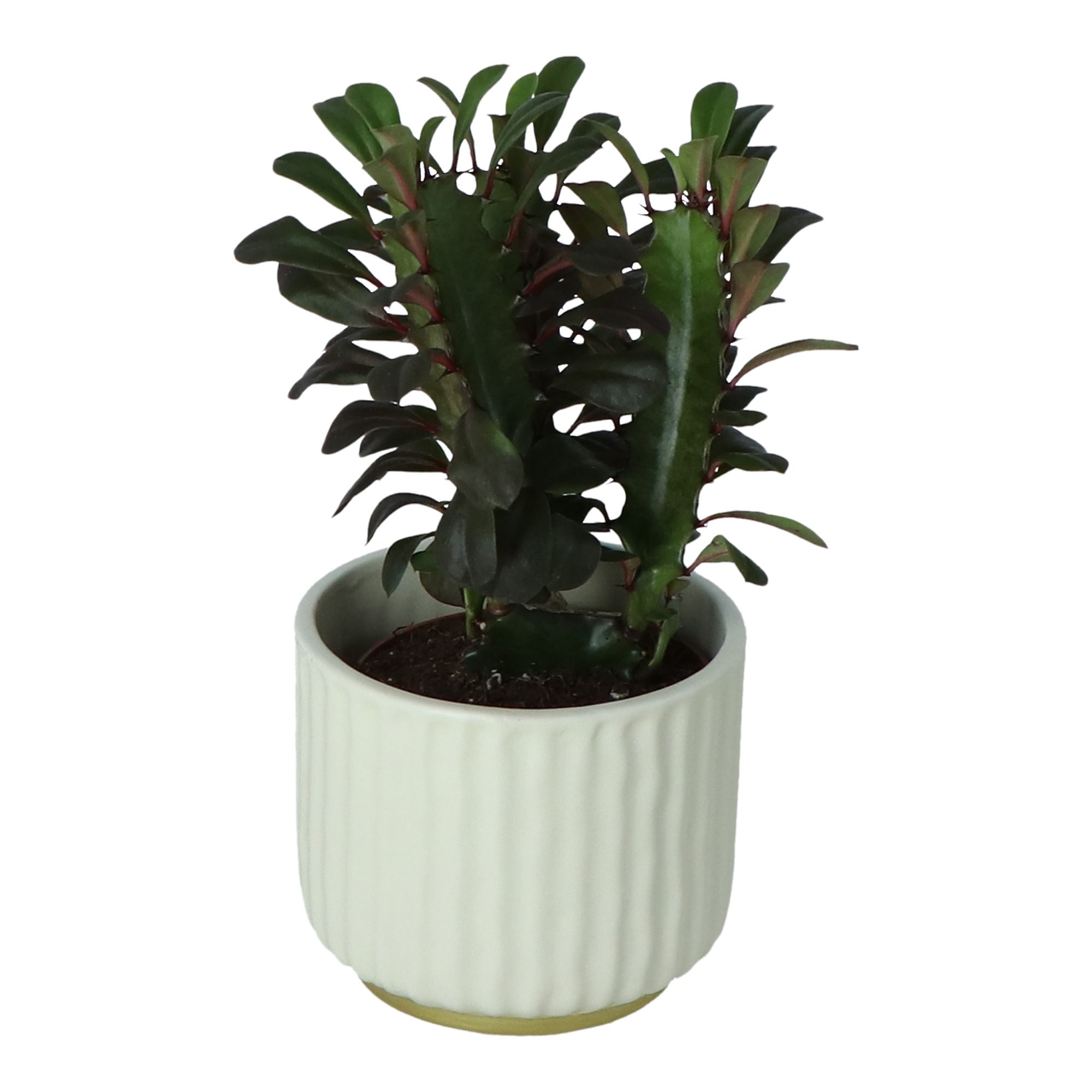 Euphorbia in Ceramic Decorative pot 9cm