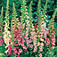 Excelsior Mixed Foxglove Seed