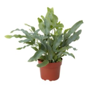 Fern in 12cm Terracotta Foliage plant Plastic Grow pot