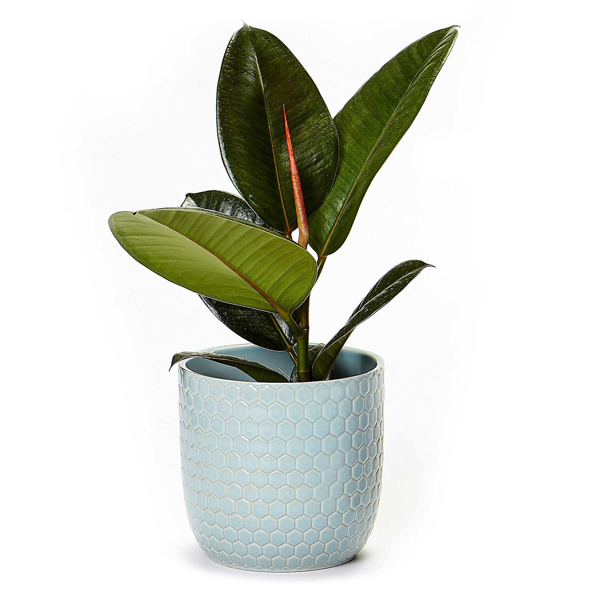 Ficus Ceramic Pot