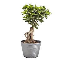 Ficus microcarpa ginseng Bonsai in 17cm Terracotta Plastic Pot