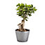 Ficus microcarpa ginseng Bonsai in 17cm Terracotta Plastic Pot