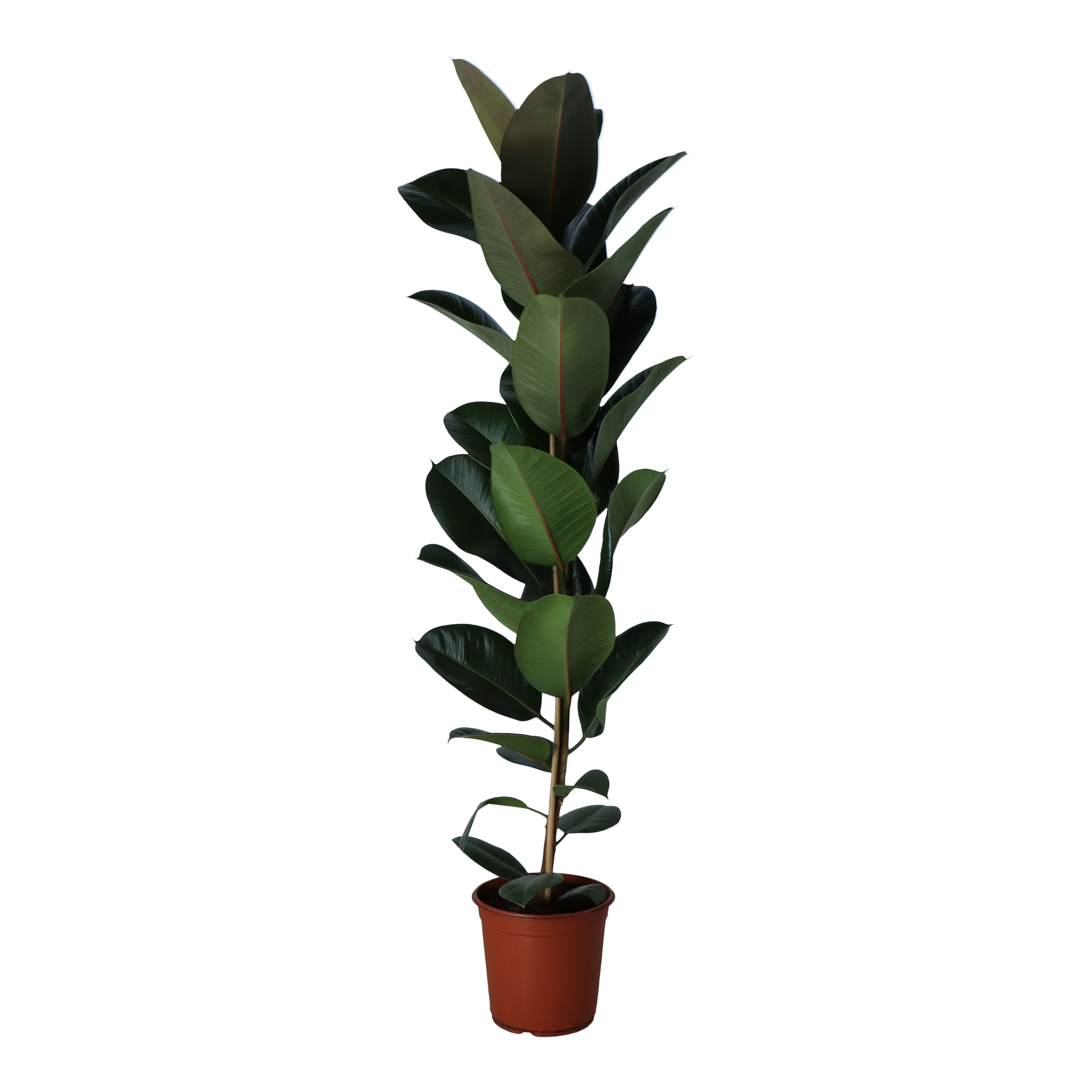 FICUS ROBUSTA 24CM