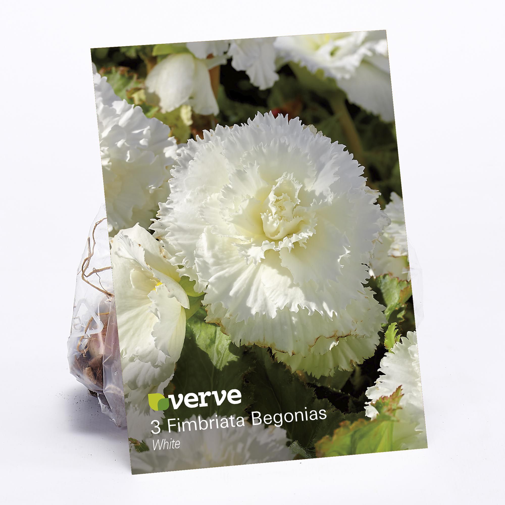 Fimbriata Begonia White 3 Flower bulbs