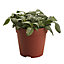 Fittonia in 12cm Terracotta Plastic Grow pot
