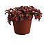 Fittonia in 12cm Terracotta Plastic Grow pot