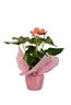 FLAMINGO FLOWER GIFT WRAPPED