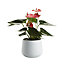 Flamingo flower in 12cm White Ceramic Decorative pot