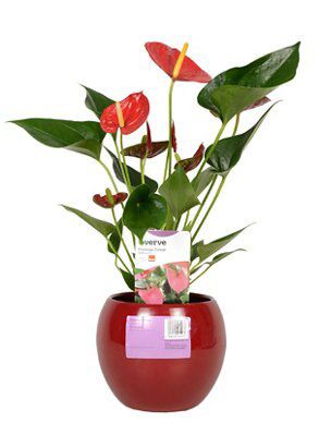 FLAMINGO FLOWER IN CERAMIC