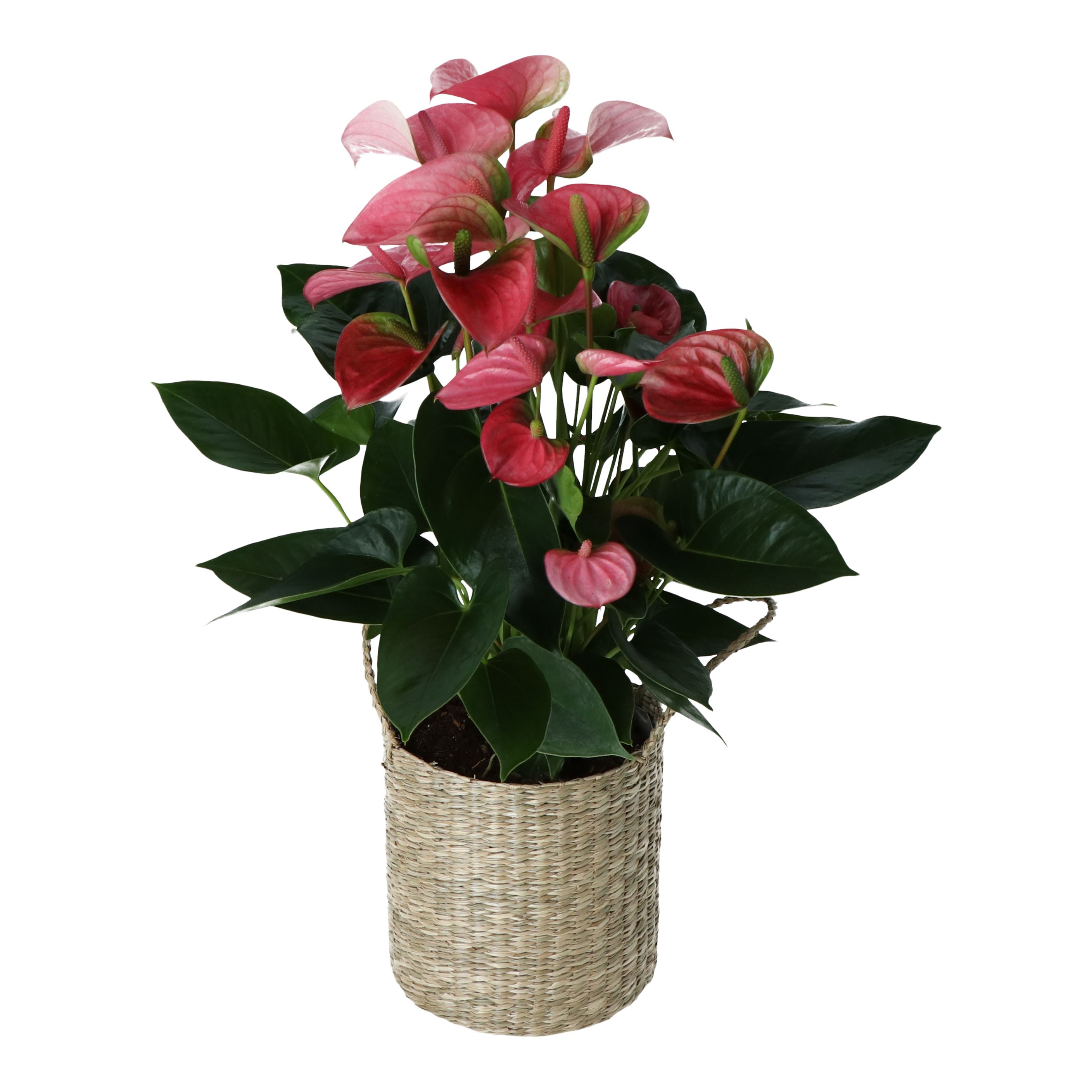 Flamingo flower in Seagrass Decorative pot 17cm