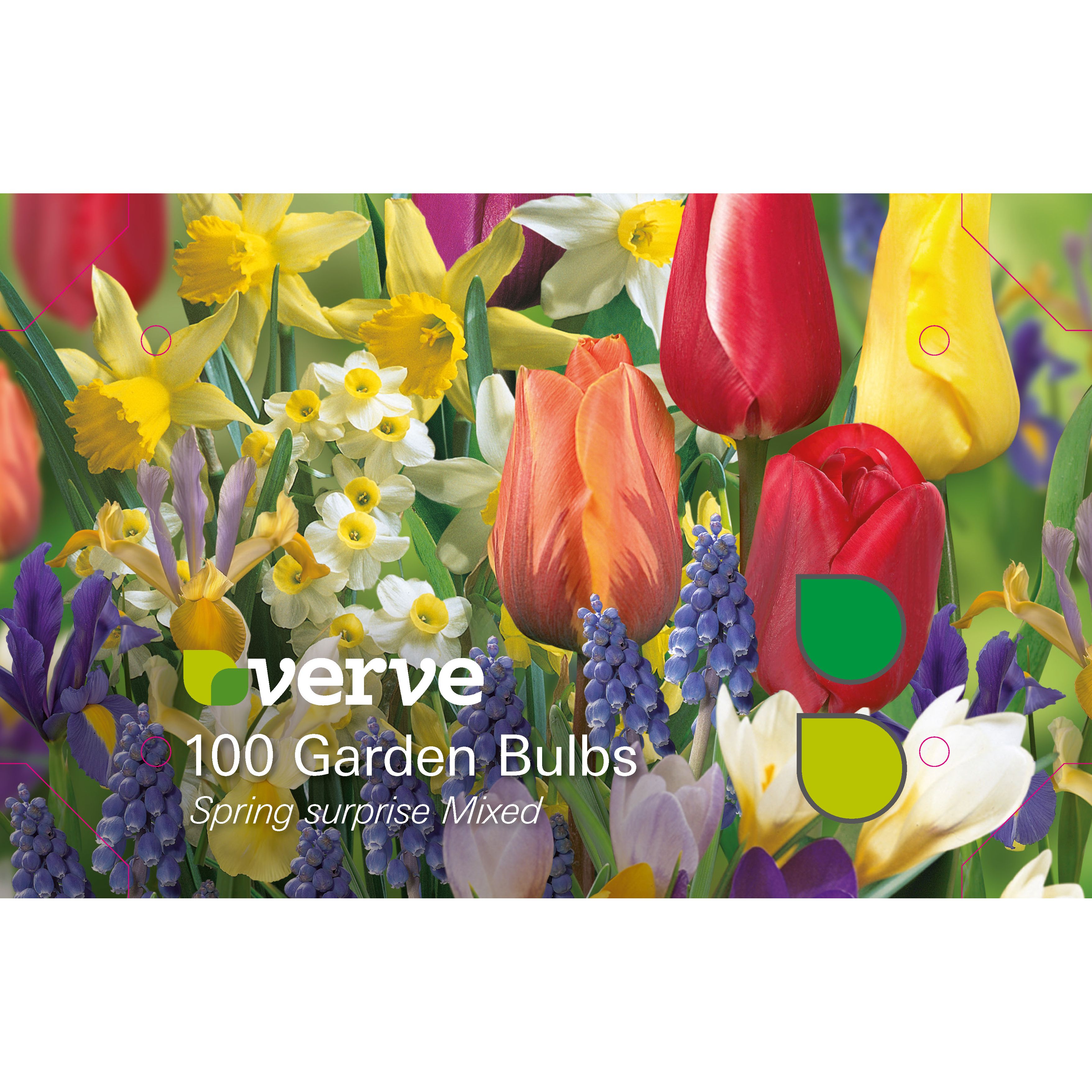 Flower bulb, Pack DIY at B&Q