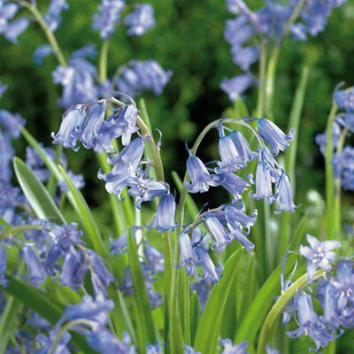 Flower bulbs, 0.02kg