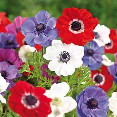 Flower bulbs, 0.07kg