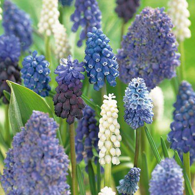 Flower bulbs, 0.14kg