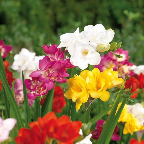 Flower bulbs, 0.1kg
