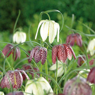 Flower bulbs, 0.1kg