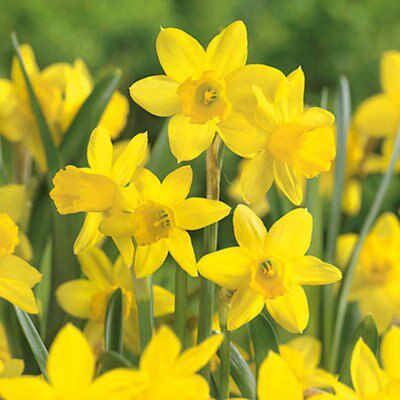 Flower bulbs, 0.24kg