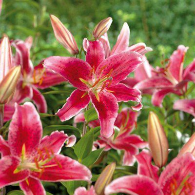 Flower bulbs, 0.25kg