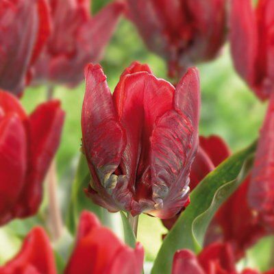 Flower bulbs, 0.2kg