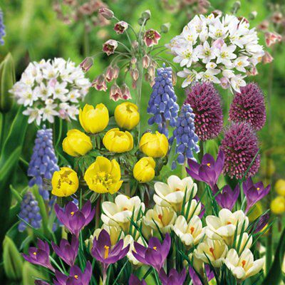 Flower bulbs, 0.38kg
