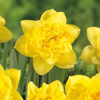Flower bulbs, 0.45kg