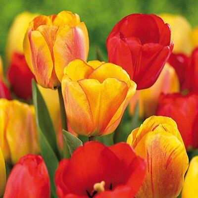 Flower bulbs, 0.5kg