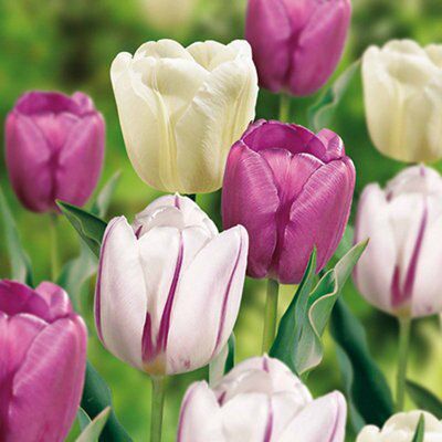 Flower bulbs, 0.5kg