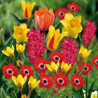 Flower bulbs, 0.8kg
