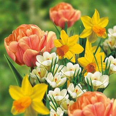 Flower bulbs, 2.3kg