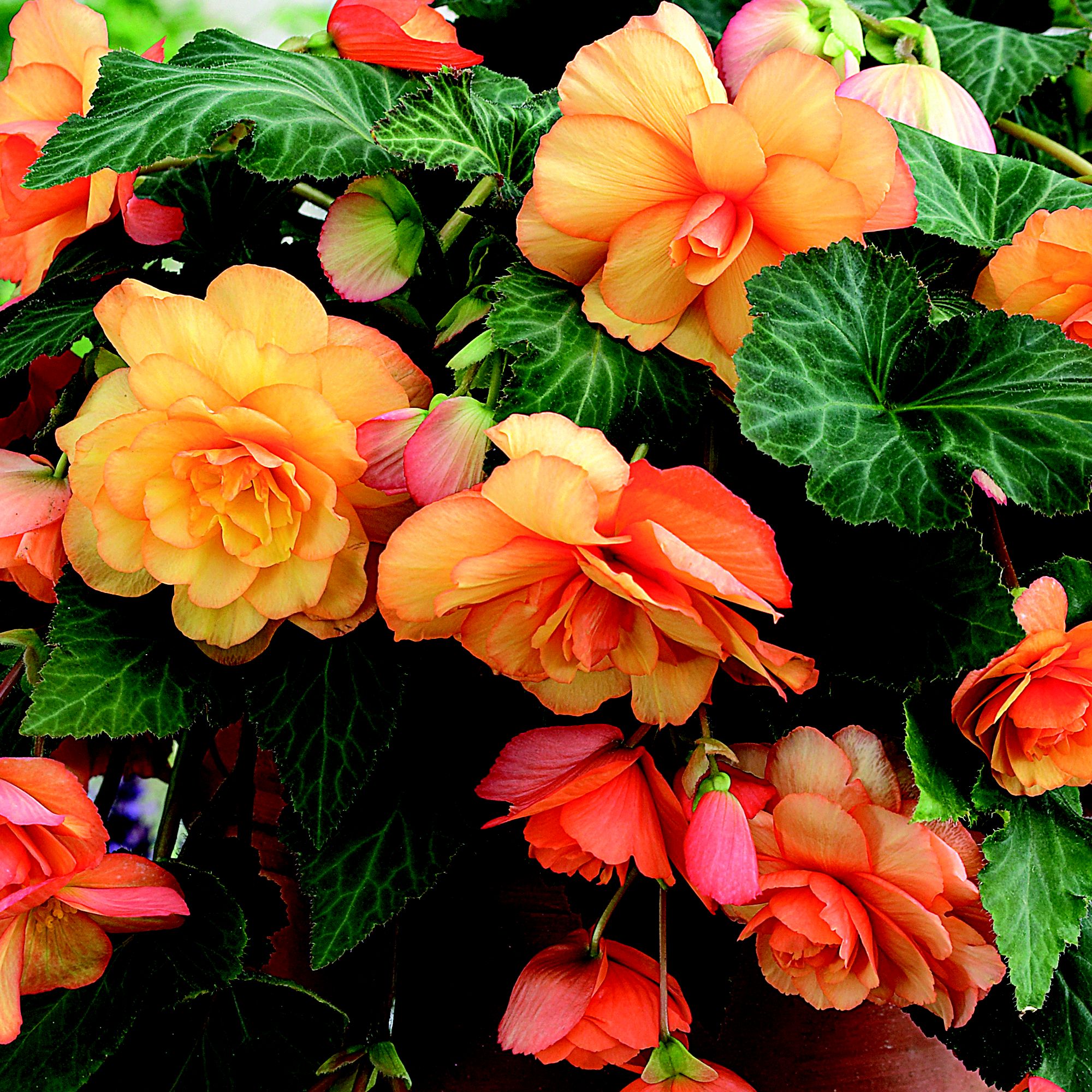 Flower bulbs