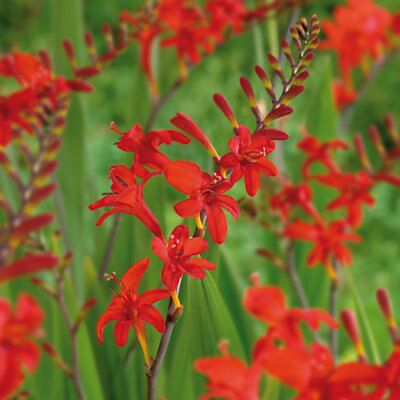 Flower bulbs