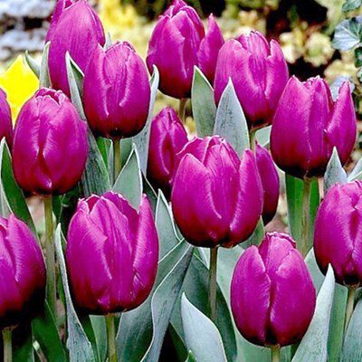 Flower bulbs