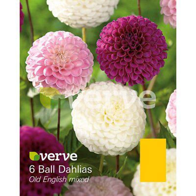 Flower bulbs