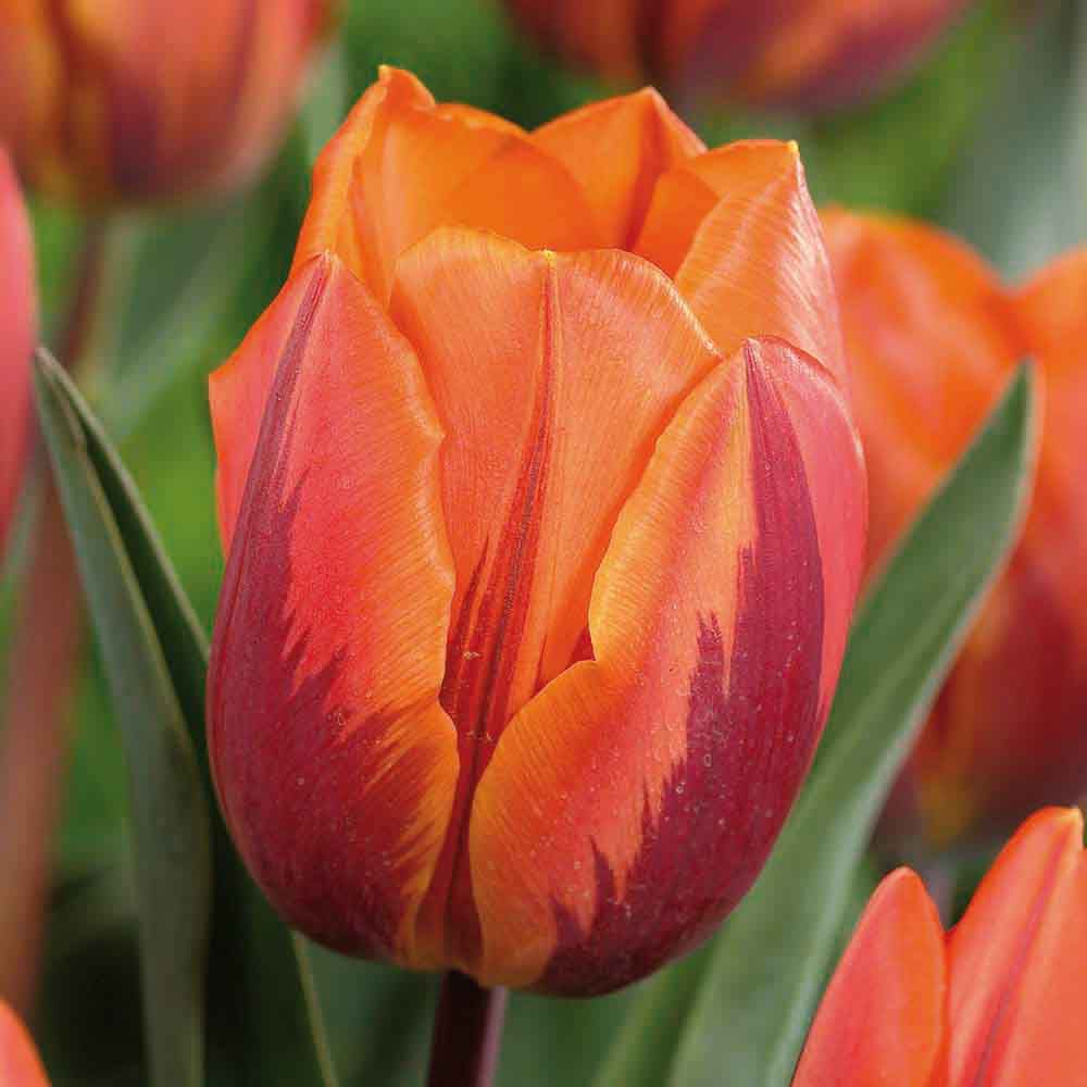 Flower bulbs