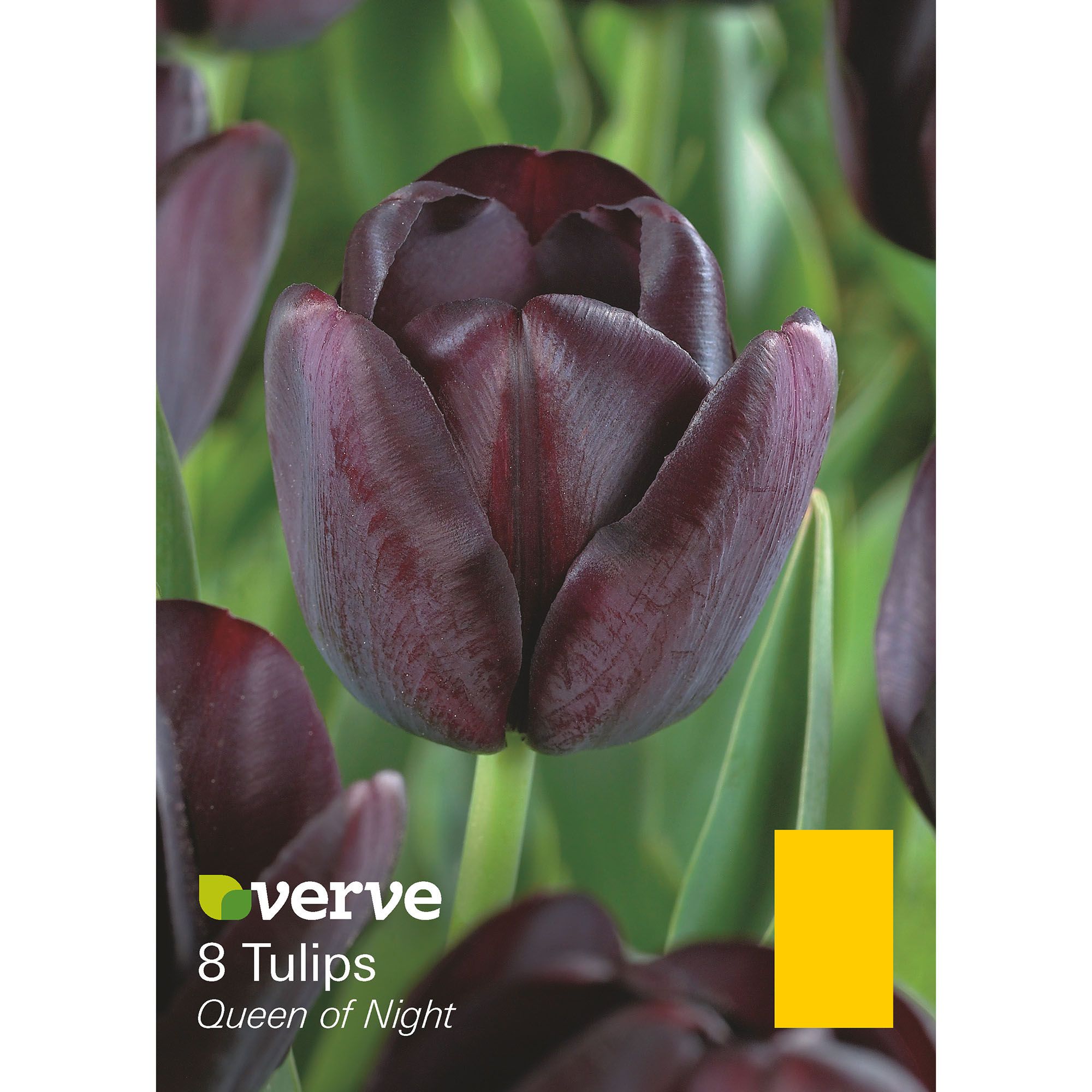 Flower bulbs